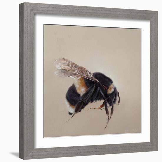 Bombus terrestis 8, 2013-Odile Kidd-Framed Giclee Print