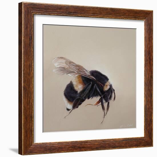 Bombus terrestis 8, 2013-Odile Kidd-Framed Giclee Print