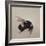 Bombus terrestis 8, 2013-Odile Kidd-Framed Giclee Print