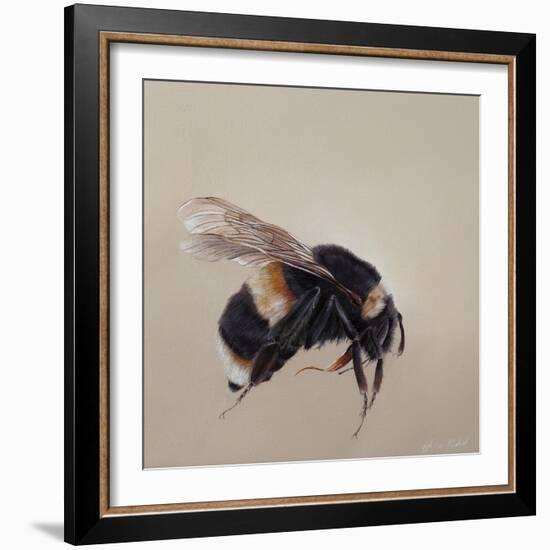 Bombus terrestis 8, 2013-Odile Kidd-Framed Giclee Print