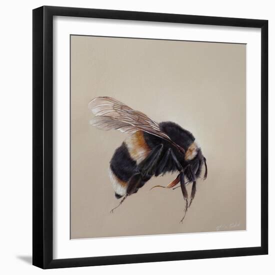 Bombus terrestis 8, 2013-Odile Kidd-Framed Giclee Print