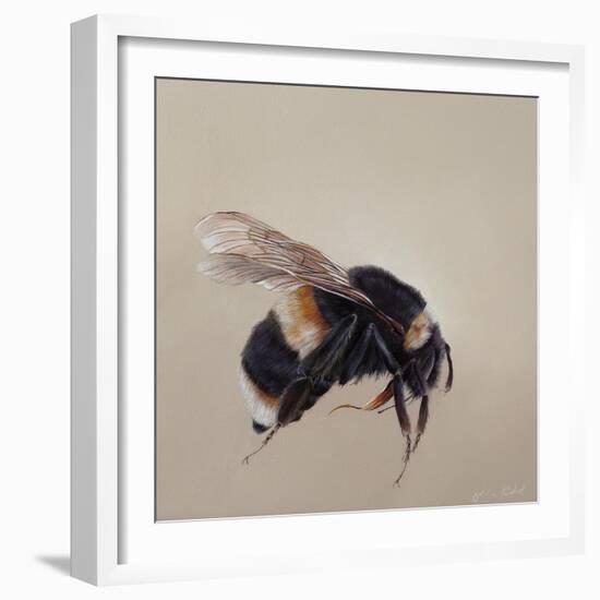 Bombus terrestis 8, 2013-Odile Kidd-Framed Giclee Print