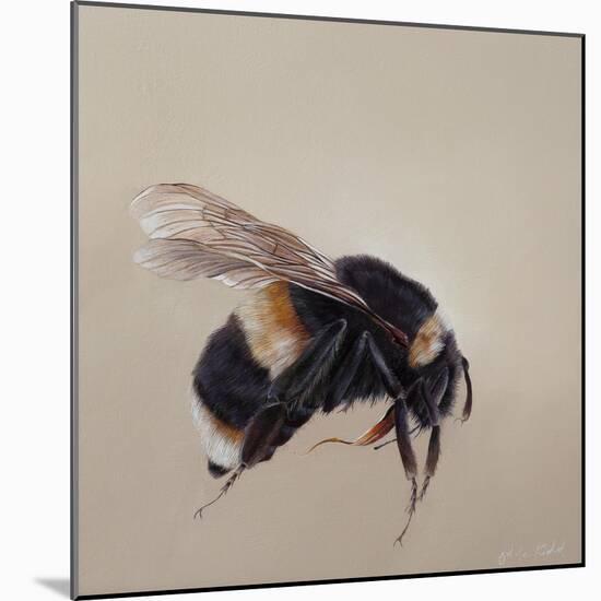 Bombus terrestis 8, 2013-Odile Kidd-Mounted Giclee Print