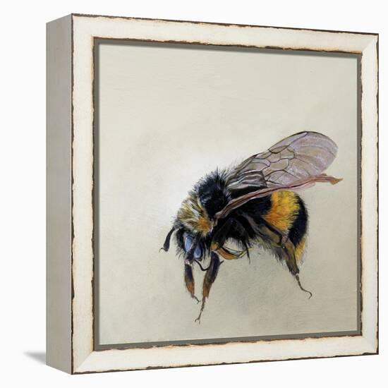 Bombus terrestris 1, 2008-Odile Kidd-Framed Premier Image Canvas