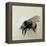 Bombus terrestris 1, 2008-Odile Kidd-Framed Premier Image Canvas