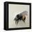 Bombus terrestris 1, 2008-Odile Kidd-Framed Premier Image Canvas