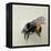 Bombus terrestris 1, 2008-Odile Kidd-Framed Premier Image Canvas