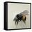 Bombus terrestris 1, 2008-Odile Kidd-Framed Premier Image Canvas