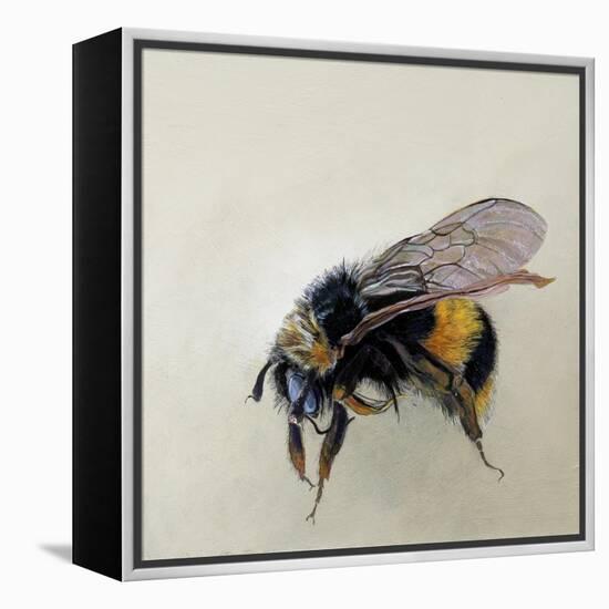 Bombus terrestris 1, 2008-Odile Kidd-Framed Premier Image Canvas