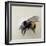 Bombus terrestris 1, 2008-Odile Kidd-Framed Giclee Print