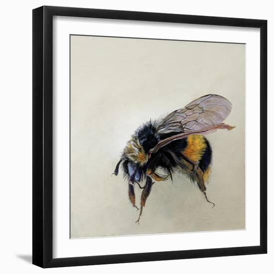 Bombus terrestris 1, 2008-Odile Kidd-Framed Giclee Print