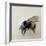 Bombus terrestris 1, 2008-Odile Kidd-Framed Giclee Print