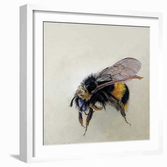 Bombus terrestris 1, 2008-Odile Kidd-Framed Giclee Print