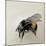 Bombus terrestris 1, 2008-Odile Kidd-Mounted Giclee Print