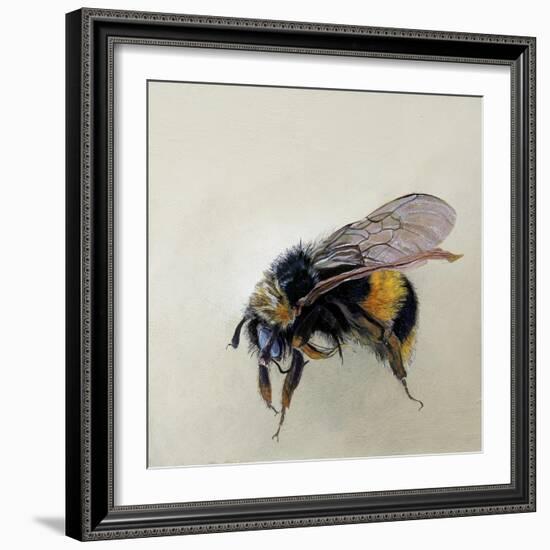 Bombus terrestris 1, 2008-Odile Kidd-Framed Giclee Print