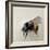 Bombus terrestris 1, 2008-Odile Kidd-Framed Giclee Print