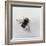 Bombus terrestris 11-Odile Kidd-Framed Giclee Print