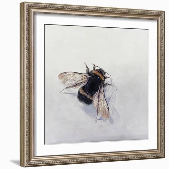 Bombus terrestris 11-Odile Kidd-Framed Giclee Print