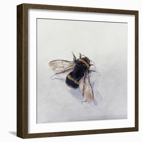 Bombus terrestris 11-Odile Kidd-Framed Giclee Print