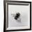 Bombus terrestris 11-Odile Kidd-Framed Giclee Print