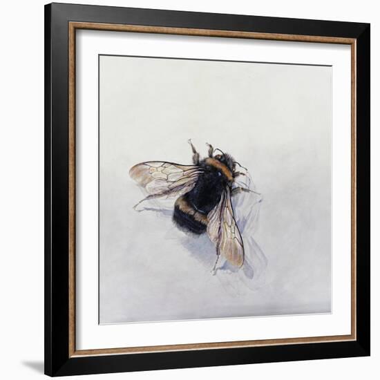 Bombus terrestris 11-Odile Kidd-Framed Giclee Print