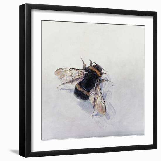 Bombus terrestris 11-Odile Kidd-Framed Giclee Print