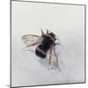 Bombus terrestris 11-Odile Kidd-Mounted Giclee Print