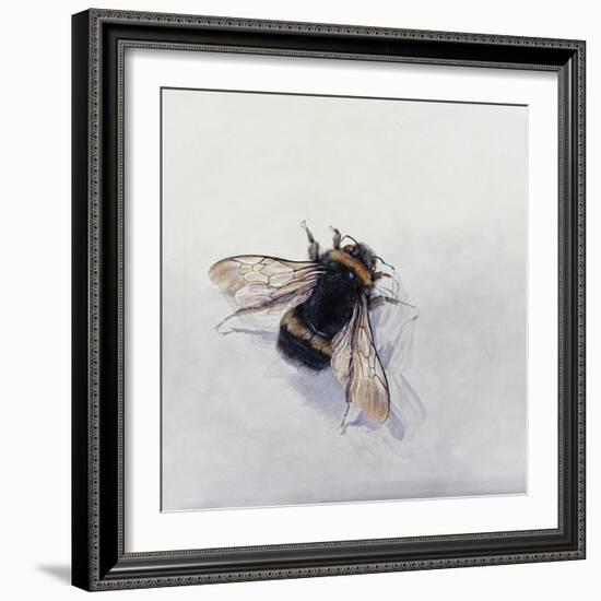 Bombus terrestris 11-Odile Kidd-Framed Giclee Print