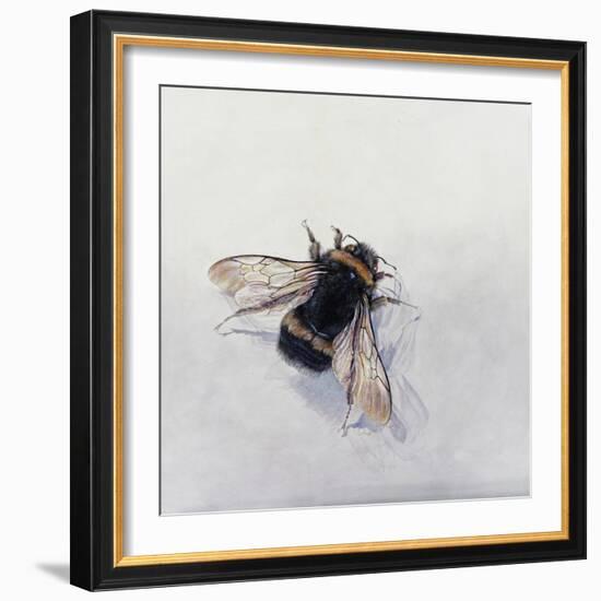 Bombus terrestris 11-Odile Kidd-Framed Giclee Print