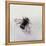 Bombus terrestris 11-Odile Kidd-Framed Premier Image Canvas