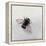 Bombus terrestris 11-Odile Kidd-Framed Premier Image Canvas