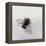 Bombus terrestris 11-Odile Kidd-Framed Premier Image Canvas