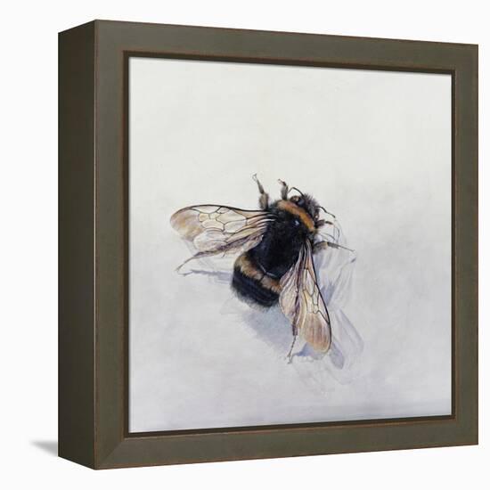 Bombus terrestris 11-Odile Kidd-Framed Premier Image Canvas