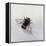 Bombus terrestris 11-Odile Kidd-Framed Premier Image Canvas