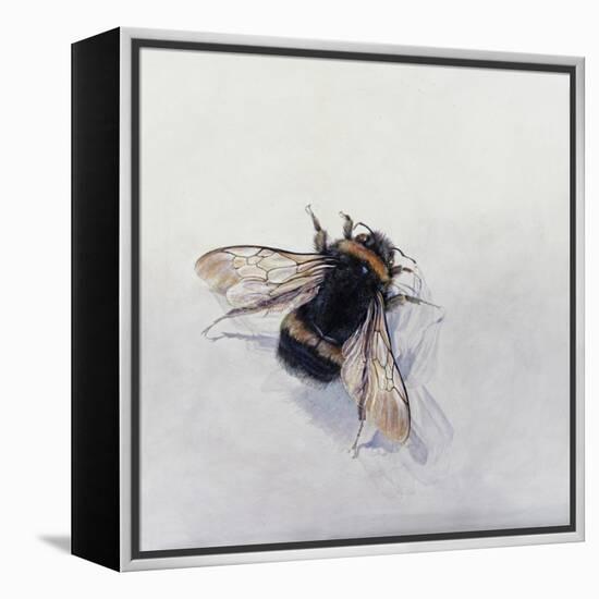 Bombus terrestris 11-Odile Kidd-Framed Premier Image Canvas