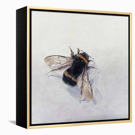 Bombus terrestris 11-Odile Kidd-Framed Premier Image Canvas