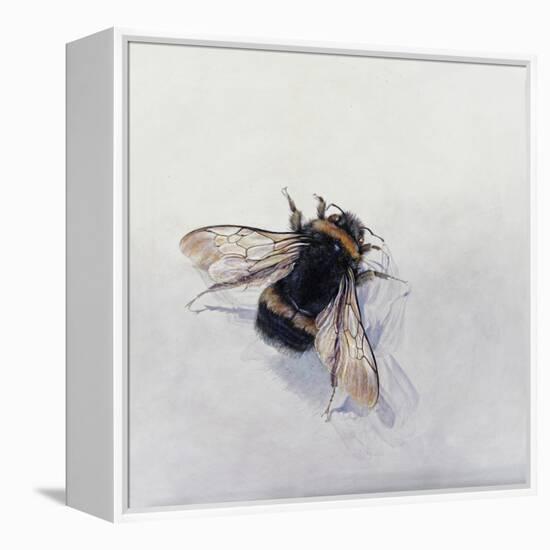 Bombus terrestris 11-Odile Kidd-Framed Premier Image Canvas