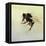 Bombus terrestris 4, 2011-Odile Kidd-Framed Premier Image Canvas