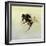 Bombus terrestris 4, 2011-Odile Kidd-Framed Giclee Print