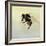 Bombus terrestris 4, 2011-Odile Kidd-Framed Giclee Print