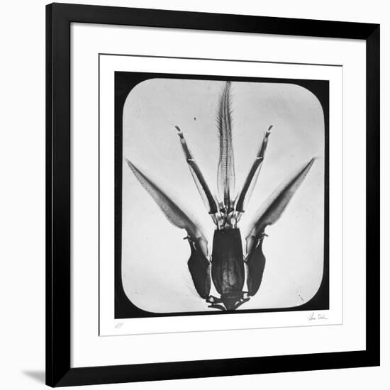 Bombus-Chris Dunker-Framed Collectable Print