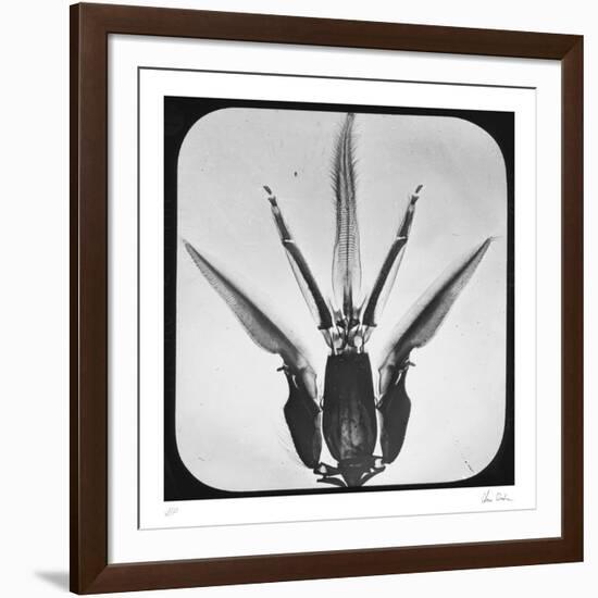 Bombus-Chris Dunker-Framed Collectable Print