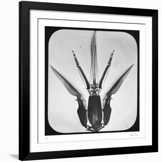 Bombus-Chris Dunker-Framed Collectable Print