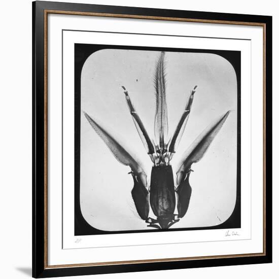 Bombus-Chris Dunker-Framed Collectable Print