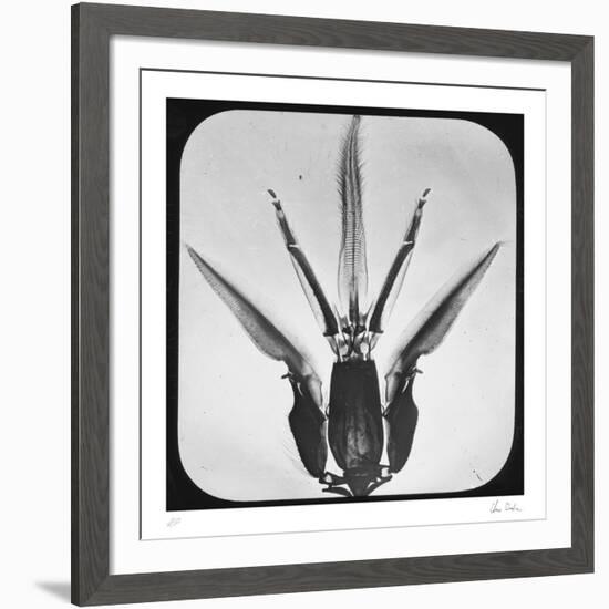 Bombus-Chris Dunker-Framed Collectable Print