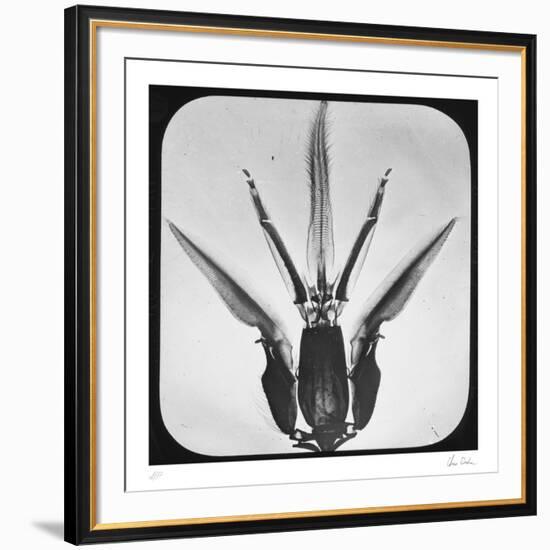 Bombus-Chris Dunker-Framed Collectable Print