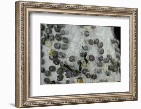 Bombyx Mori (Common Silkmoth) - Eggs with Some Newly Hatched Silkworms-Paul Starosta-Framed Photographic Print