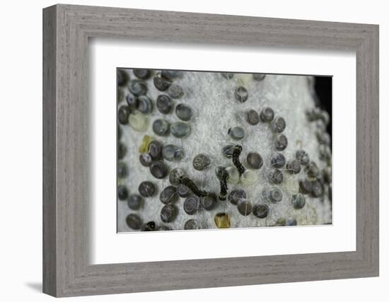 Bombyx Mori (Common Silkmoth) - Eggs with Some Newly Hatched Silkworms-Paul Starosta-Framed Photographic Print