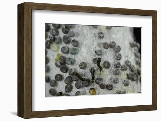 Bombyx Mori (Common Silkmoth) - Eggs with Some Newly Hatched Silkworms-Paul Starosta-Framed Photographic Print