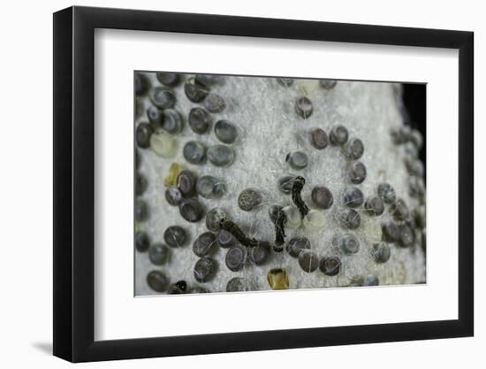 Bombyx Mori (Common Silkmoth) - Eggs with Some Newly Hatched Silkworms-Paul Starosta-Framed Photographic Print